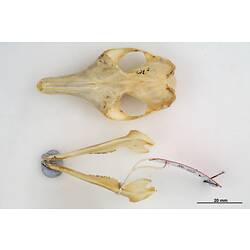 Bandicoot skull and lower jaw arranged beside each other with outer surfaces visible.