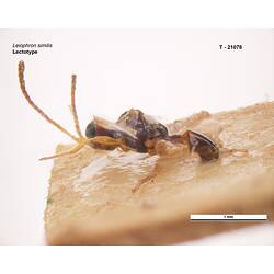 Parasitic wasp specimen, lateral view.