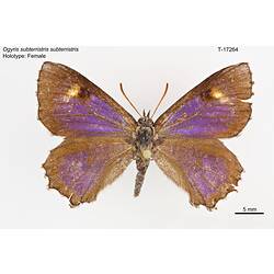 Butterfly specimen, dorsal view.