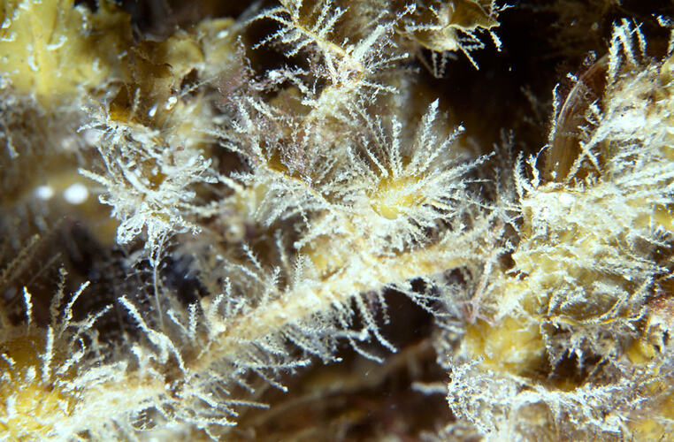 Detail of yellow hydroid colony.