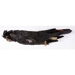 Dry bird skin specimen with labels.