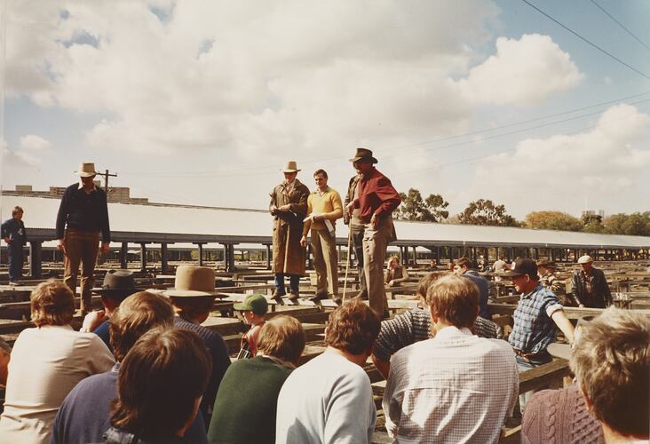 Cattle Sale, Newmarket Saleyards, Aug 1985