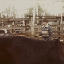 Digital Photograph - Drafting Cattle, Newmarket Saleyards, Newmarket, Sep 1985