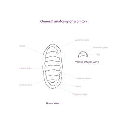 Labelled line drawing showing chiton anatomy.