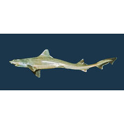 <em>Mustelus antarcticus</em> Günther, 1870, Gummy Shark