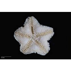 Ventral view of small, white, almost pentagonal sea star.