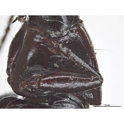 Detail of first section of thorax of black beetle specimen.