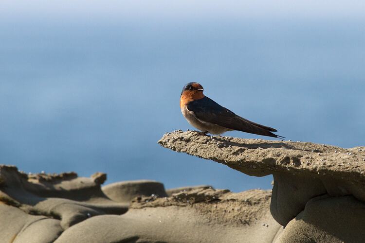 A Welcome Swallow sitting on a rock ledge against a blue sky.