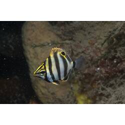 <em>Tilodon sexfasciatus</em>, Moonlighter. St Leonard's Jetty, Port Phillip, Victoria.
