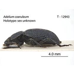 Beetle specimen, lateral view.