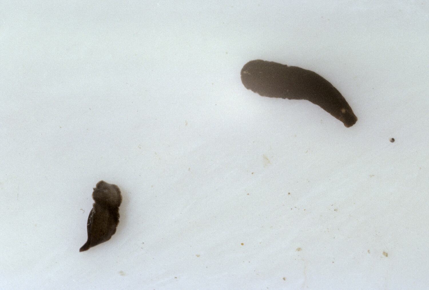 Slide Turbellarian Worms, Garden Cove, Macquarie Island, Tasmania, 1964,