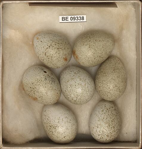 Seven bird eggs with specimen labels in box.