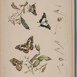 Two butterflies shown at different life stages, against a botanical background.