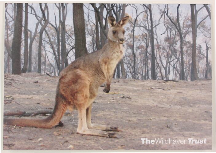 Kangaroo with burnt bush in background.