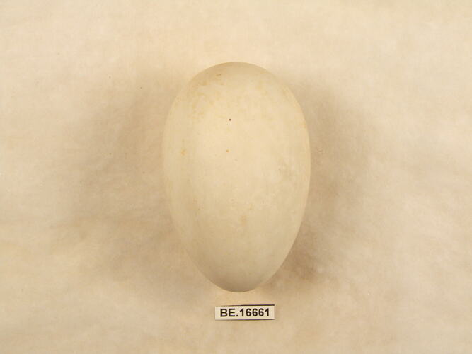 Bird egg with specimen label.