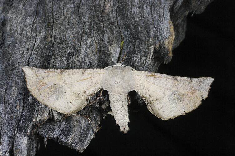 <em>Circopetes obtusata</em>, Geometrid moth. Grampians National Park, Victoria.
