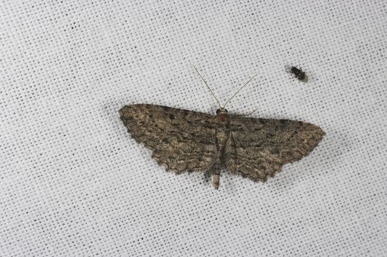 <em>Psilosticha pristis</em>, Geometrid moth. Grampians National Park, Victoria.