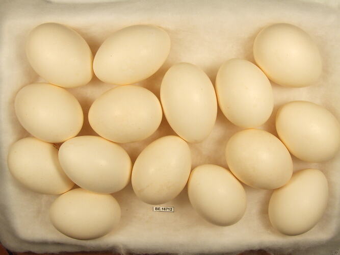 Fifteen bird eggs with specimen label.