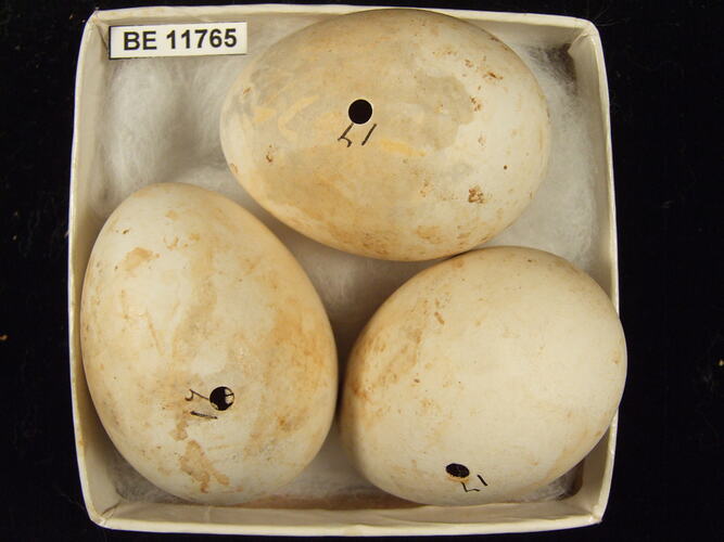 Three bird eggs with specimen label in box.