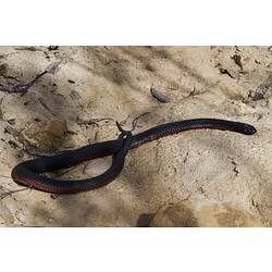 <em>Pseudechis porphyriacus</em>, Red-bellied Black Snake. Grampians National Park, Victoria.