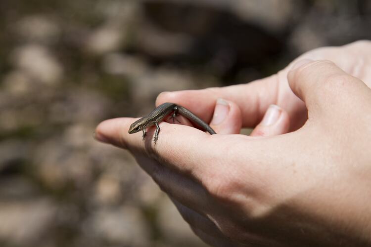 Skink on a hand.