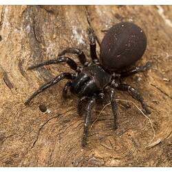 Stout, shiny, black spider with large abdomen.