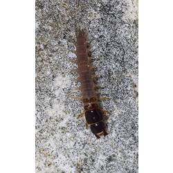 Larva with spine-like projections, dark brown head.
