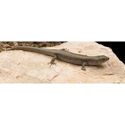 Brown coloured skink with lateral marks on rock.