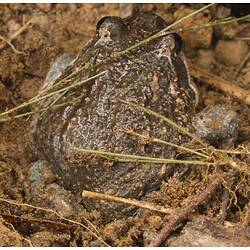 Brownish frog, whitish line on face on dirt.