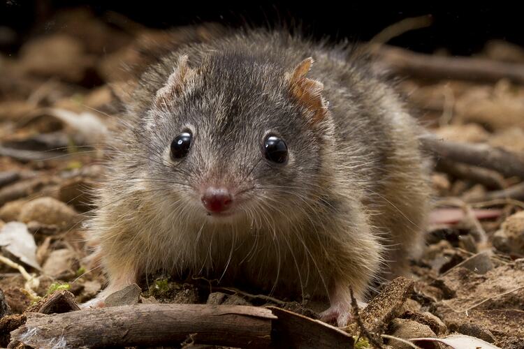 A Yellow-footed Antechinus on leaf litter.