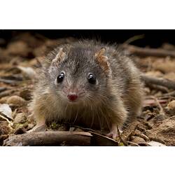 A Yellow-footed Antechinus on leaf litter.