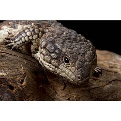 A Shingle-back Lizard crawling over a log (close-up of head and shoulders).