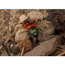 Jewel Beetle.
