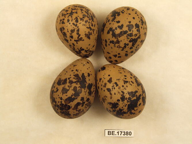 Four bird eggs with specimen label.
