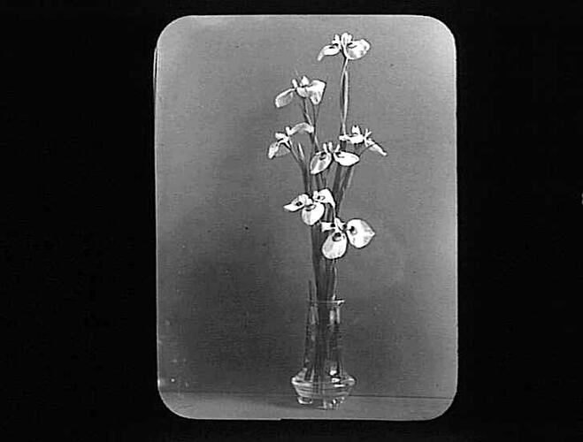 Lantern Slide