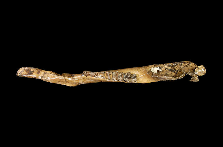 Fossil kangaroo jaw.