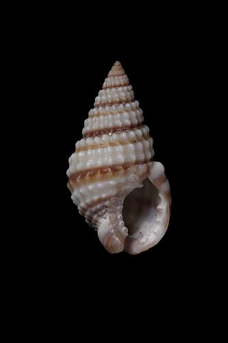 <em>Nassarius (Zeuxis) pyrrhus</em>, Banded Dog Whelk, shell.  Registration no. F 179270.