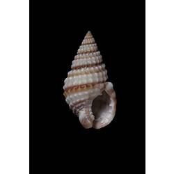 <em>Nassarius (Zeuxis) pyrrhus</em>, Banded Dog Whelk, shell.  Registration no. F 179270.