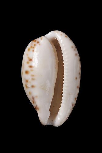 <em>Notocypraea comptonii</em>, Brown Cowry, shell.  Registration no. F 180043.