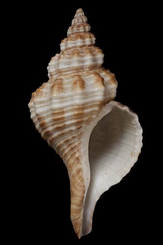 <em>Fusinus (Propefusus) undulatus</em>, Flame Spindle Shell, shell.  Registration no. F 179297.