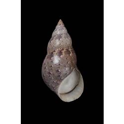 <em>Phasianella australis</em>, Pheasant Shell, shell.  Registration no. F 178968.