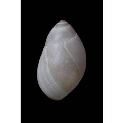 <em>Marinula xanthostoma</em>, snail, shell.  Registration no. F 179004.