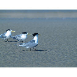 Three Crested Terns on sand
