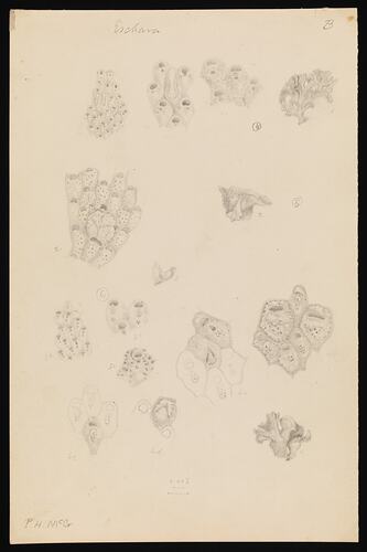 Caleschara denticulata