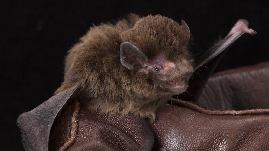 Small brown bat held in gloved fingers.