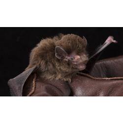 Small brown bat held in gloved fingers.