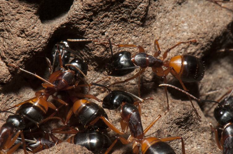 <em>Camponotus consobrinus</em>, Sugar Ant. Budj Bim Cultural Heritage Landscape