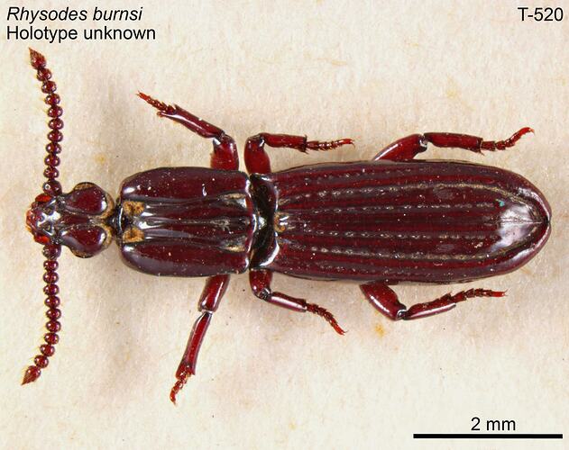 Beetle specimen, dorsal view.