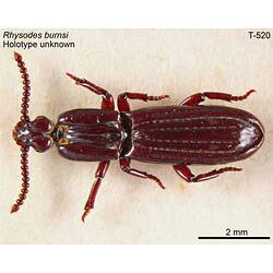 Beetle specimen, dorsal view.