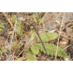 <em>Hemicordulia tau</em>, Tau Emerald Dragonfly. Budj Bim Cultural Heritage Landscape, Victoria.